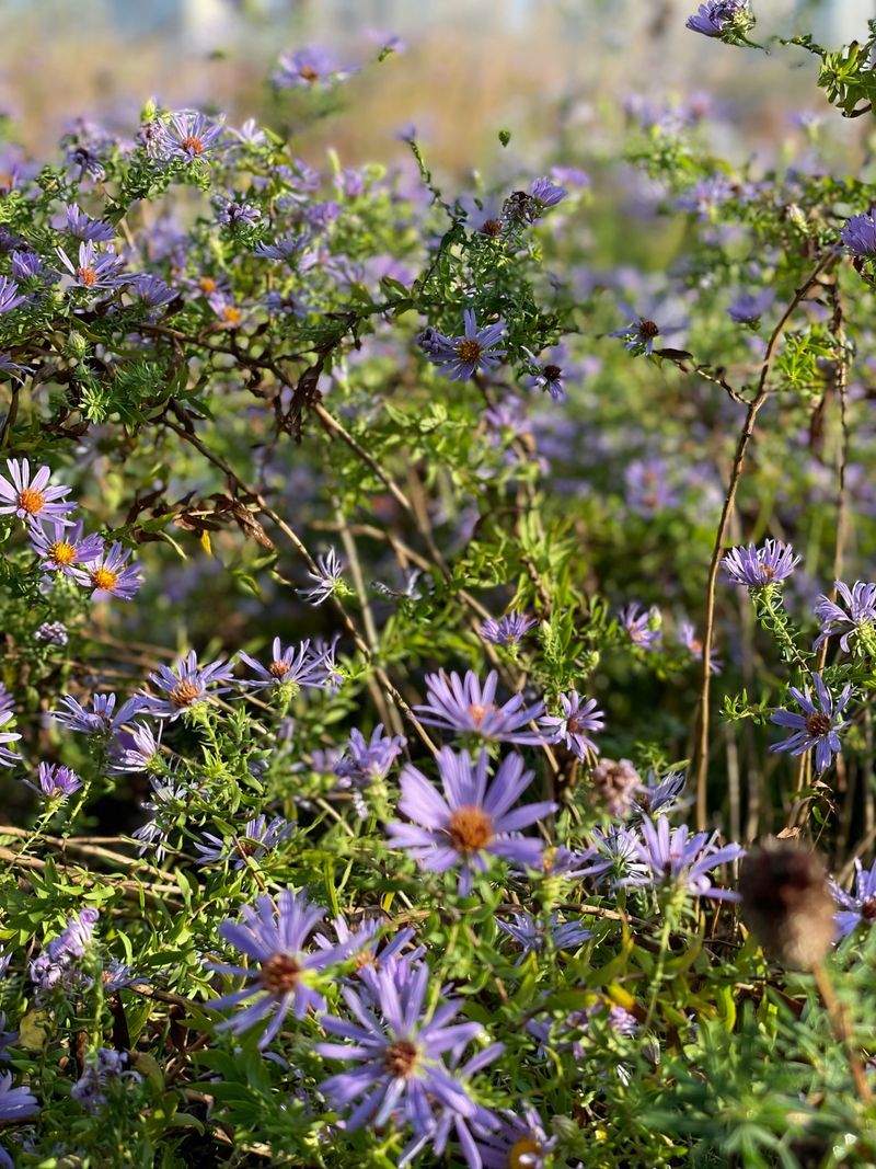Maple Bloom Garden Co. 11