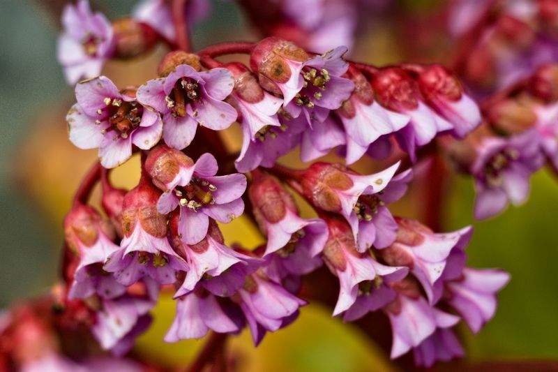 Maple Bloom Garden Co. 4