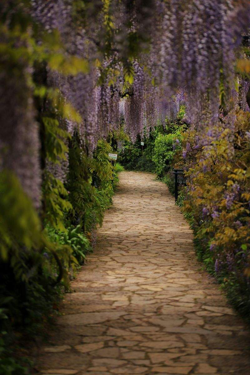 Maple Bloom Garden Co.